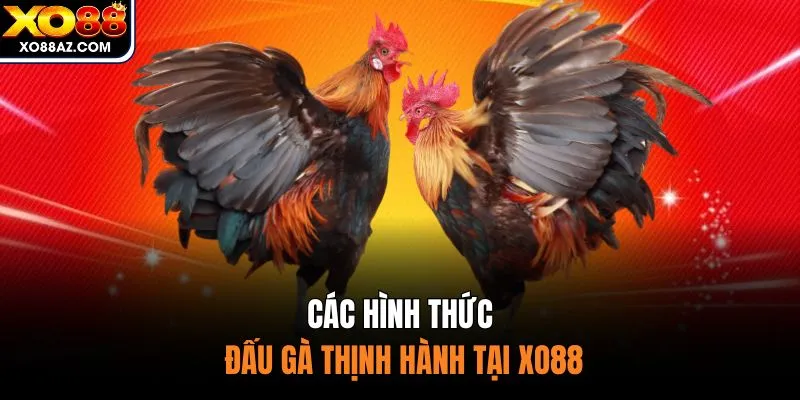 Các hình thức đấu gà thịnh hành tại XO88