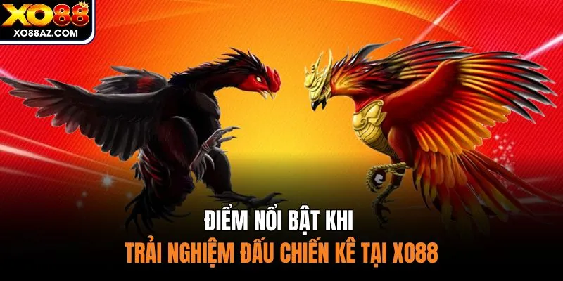 Điểm nổi bật khi trải nghiệm đấu chiến kê tại XO88