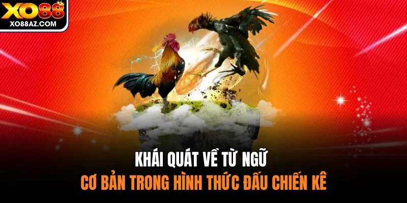 Khái quát về từ ngữ cơ bản trong hình thức đấu chiến kê