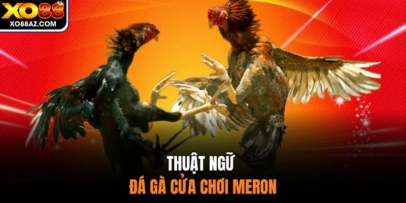 Thuật ngữ đá gà cửa chơi Meron