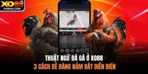 Thuật Ngữ Đá Gà Ở XO88 - 3 Cách Dễ Dàng Nắm Bắt Diễn Biến