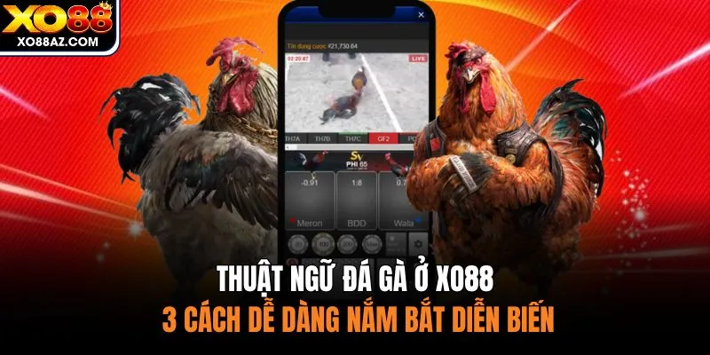 Thuật Ngữ Đá Gà Ở XO88 - 3 Cách Dễ Dàng Nắm Bắt Diễn Biến
