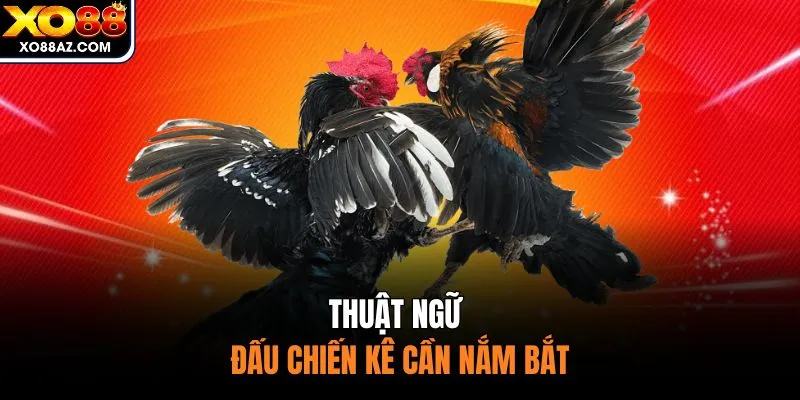Thuật ngữ đấu chiến kê cần nắm bắt